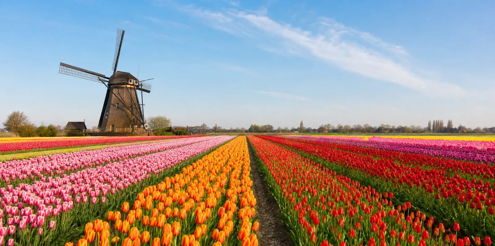 Tulipany i wiatrak, symbole języka holenderskiego (niderlandzkiego)
